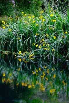 垂直花反射水河海岸印象派花园池塘草