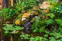 美丽的花园体系结构水池塘瀑布热带植物自然背景异国情调的花园
