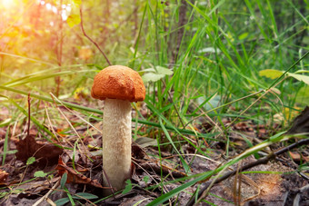 美丽的蘑菇莱奇纳姆橙色桦木牛肝菌日益增长的森林日出图像