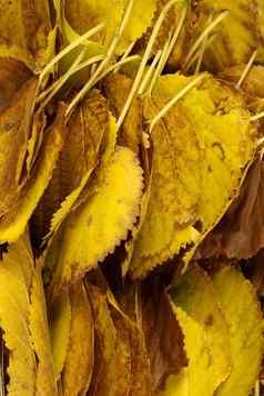 秋天叶子色彩斑斓的秋天叶子野生葡萄