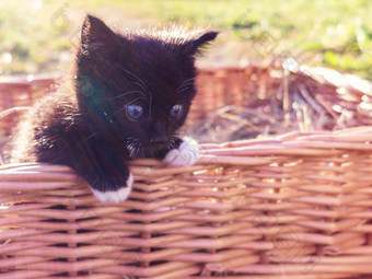 可爱的黑色的小猫同行篮子