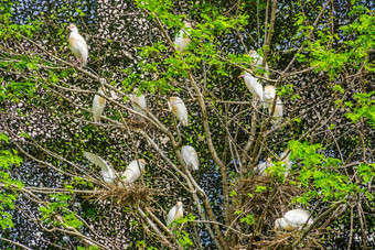 树填满家庭牛白鹭鸟嵌套树鸟繁殖季节春天