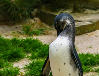 非洲黑色的有足的企鹅梳理羽毛羽毛<strong>半水生</strong>鸟濒临灭绝的动物specie海岸非洲