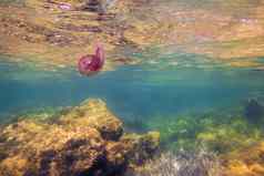 水母游泳海岩石