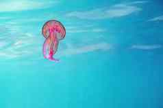 粉红色的水母浮动绿松石海