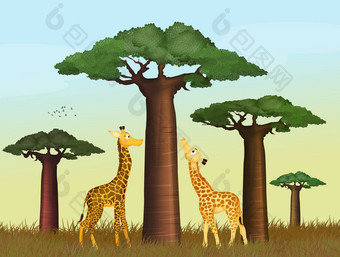 长颈鹿Baobab树