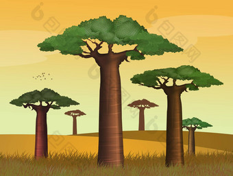 Baobab树日落