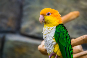 特写镜头白色大肚子的caique受欢迎的宠物养鸟濒临灭绝的鸟specie亚马逊巴西