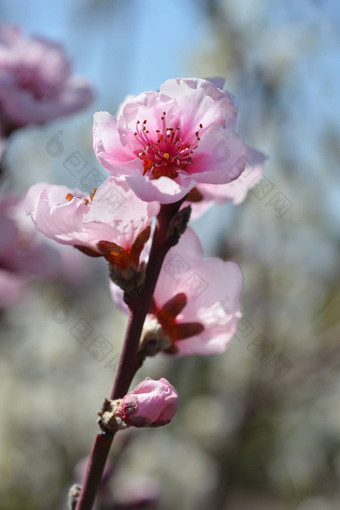 桃子树菲也特