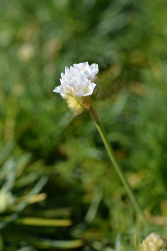 海<strong>节俭</strong>阿尔芭