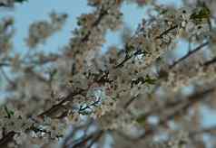 丰富樱桃树盛开的花春天时间