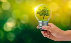 森林树光概念环境保护全球气候变暖植物日益增长的内部灯灯泡干土壤储蓄地球概念