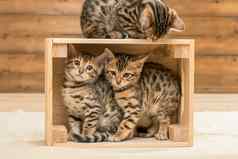 小猫玩木盒子孟加拉小猫
