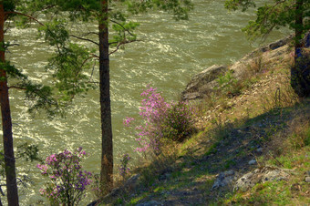 盛开的金合欢多石的银行山河覆盖香柏树自然