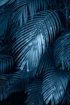 叶子摘要棕榈热带叶子色彩斑斓的花黑暗热带树叶自然背景黑暗蓝色的树叶自然