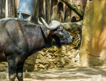 脸脖子角水牛热带牛非洲驯养的农场动物