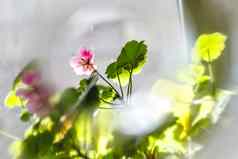 粉红色的天竺葵天竺葵属植物花光背景创造