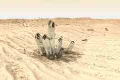 集群魔法水晶收集沙漠呈现