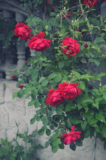 灌木红色的朱红色玫瑰花基斯明亮的太阳栅栏开花时间自然花栅栏园艺植物
