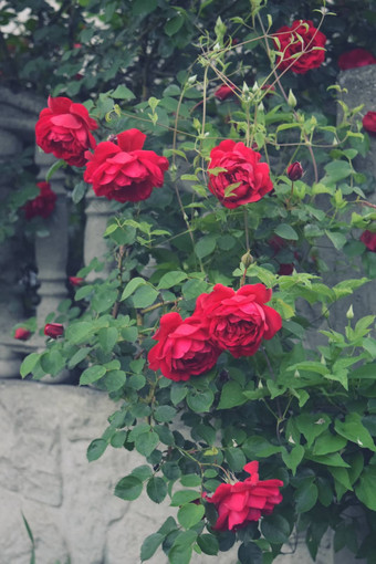 灌木红色的朱红色玫瑰花基斯明亮的太阳栅栏开花时间自然花栅栏园艺植物
