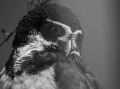 戴了眼镜的猫头鹰脸特写镜头黑色的白色热带鸟美国