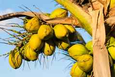 椰子集群椰子棕榈树