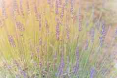 温暖的光完整的开花薰衣草布什有机农场达拉斯德州美国