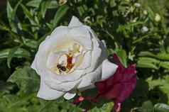 宏关闭蜂蜜蜜蜂收集花粉白色玫瑰花