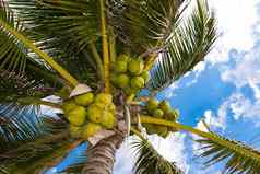 椰子集群椰子棕榈树