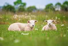 texel同样新生儿双胞胎羊羔郁郁葱葱的绿色草地春天时间