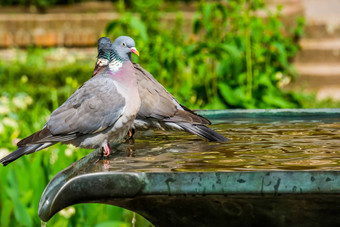 特写镜头常见的木在哪里坐着水喷泉花园常见的鸟欧亚大陆