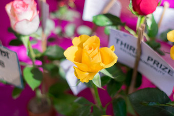 黄色的玫瑰伍迪常年开花植物属蔷薇属家庭蔷薇科灌木茎锋利的刺太阳爱的植物花朵早期春天冬天晚些时候夏天