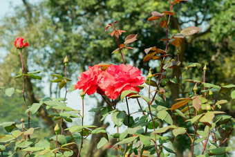 红色的玫瑰属<strong>蔷薇</strong>属家庭<strong>蔷薇</strong>科灌木茎锋利的刺太阳爱的植物花朵春天夏天象征友谊完美的吸引蝴蝶蜂蜜蜜蜂