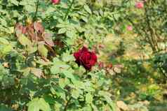 红色的玫瑰属蔷薇属家庭蔷薇科灌木锋利的刺太阳爱的植物花朵春天夏天季节象征友谊吸引蝴蝶蜂蜜蜜蜂复制空间房间文本