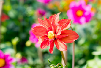 沙漠玫瑰腺苷属大丽开花植物罗布麻家庭太阳爱的植物盆景花朵冬天早期春天晚些时候夏天受欢迎的花花园花束