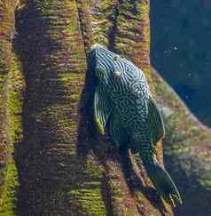 皇家面包特写镜头受欢迎的suckermouth鲶鱼水产养殖热带鱼亚马逊盆地美国