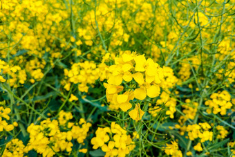 细节开花<strong>油菜</strong>籽场场<strong>油菜</strong>籽自然背景