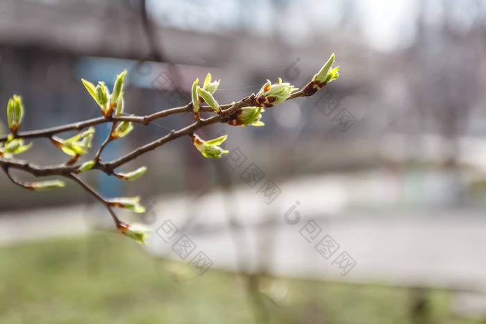 年轻的叶子味蕾芽树分支春天立春