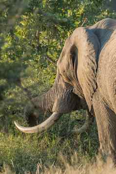非洲大象大象牙放牧