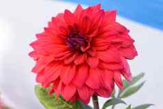 多层花瓣红色的AsterAster属常年家庭菊科太阳爱的植物花朵冬天春天夏天受欢迎的花花束象征爱友谊