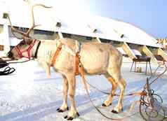 象征圣诞节驯鹿拉雪橇美丽的站雪阳光明媚的冬天一天特写镜头