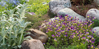 盛开的紫罗兰花小假山夏天花园