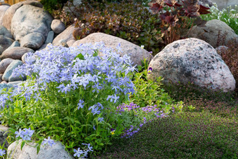 盛开的蓝色的夹竹桃花小假山夏天花园