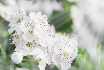 精致的白色花山楂春天花园特写镜头