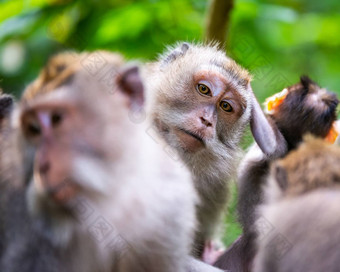 短尾猿<strong>猴子</strong>乌布<strong>猴子</strong>森林巴厘岛
