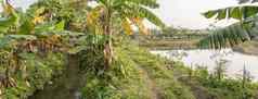 全景视图农业种植园农村越南香蕉树池塘