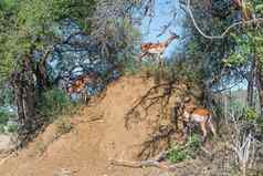 黑斑羚母羊小牛人群密集的地方