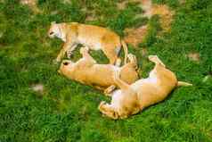 集团女狮子睡觉关闭草社会狮子行为脆弱的动物specie非洲