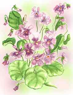 紫罗兰花水彩油漆