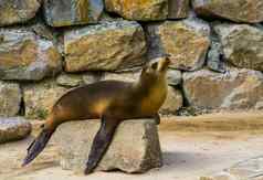 特写镜头加州海狮子铺设岩石热带密封specie海岸美国